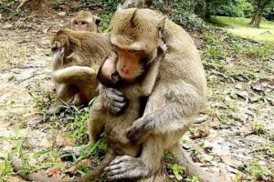 This is real love!! King Skippy hugs and playing with baby Polino, Skippy tries to make strong..