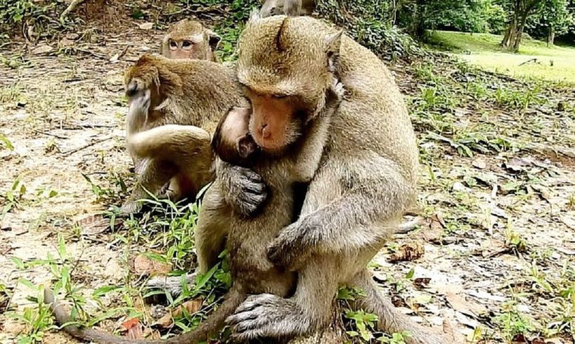 This is real love!! King Skippy hugs and playing with baby Polino, Skippy tries to make strong..