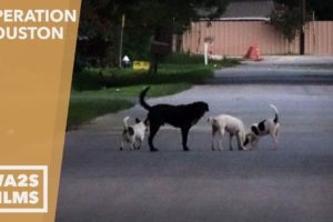 Thousands of Stray Dogs In Houston After Hurricane Harvey - Scenes from RUFF LIFE Movie