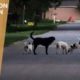 Thousands of Stray Dogs In Houston After Hurricane Harvey - Scenes from RUFF LIFE Movie