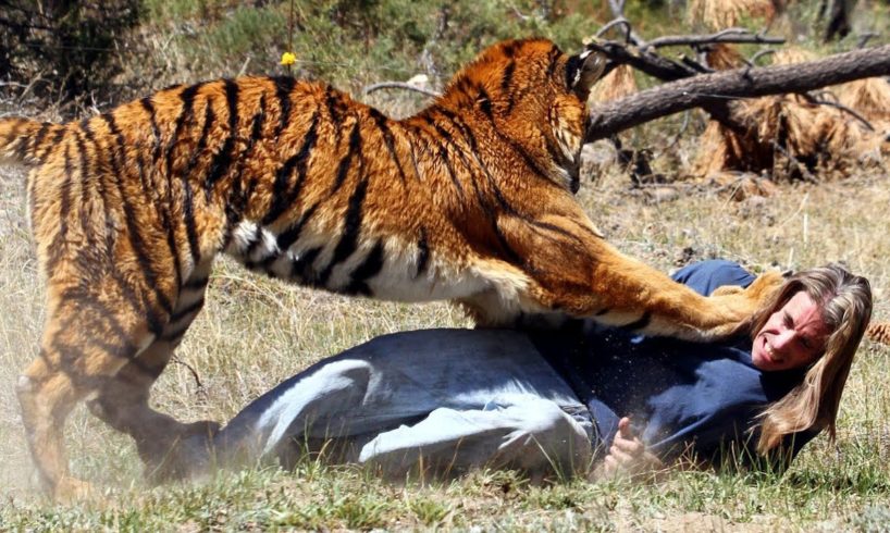 Tiger Attacks Man: Real Tiger Attack Stunt