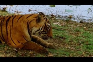 Tiger fights with her mother to become queen - Natural World: Queen of Tigers - BBC Two
