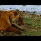 Tiger fights with her mother to become queen - Natural World: Queen of Tigers - BBC Two