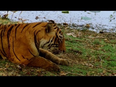 Tiger fights with her mother to become queen - Natural World: Queen of Tigers - BBC Two