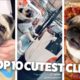 Tik Tok Pets: cutest pug dog adorable compilation