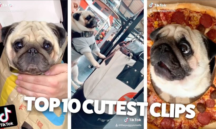 Tik Tok Pets: cutest pug dog adorable compilation