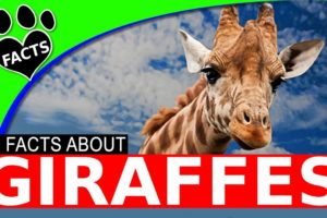 Top 10 Giraffe Facts - World's Tallest Animal