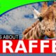 Top 10 Giraffe Facts - World's Tallest Animal