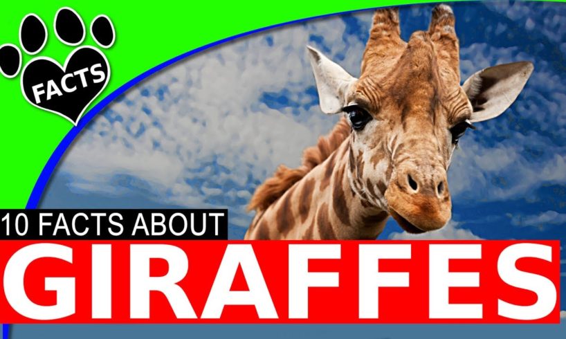 Top 10 Giraffe Facts - World's Tallest Animal
