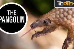 Top 10 Most Trafficked Animals on Earth