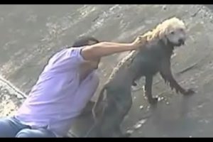 Top 2015 Most Inspiring Dog Rescues. If You Liked the Video, Please Share It.