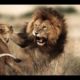 Top 5 Animal Fights | Wild Animals Attack
