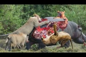 Top fights for the survival of predators - Animal Attack Human Death Compilation -wild animal attack