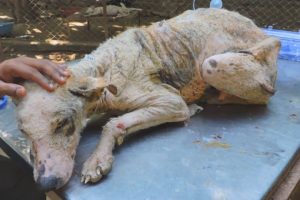 Transformation of suffering emaciated street dog stricken with mange