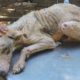 Transformation of suffering emaciated street dog stricken with mange
