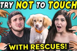 Try Not To Touch Challenge (ft. Rescue Animals! | Best Friends)