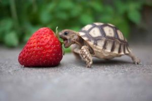 Turtle / Tortoise - A Funny Turtle And Cute Turtle Videos Compilation 2017