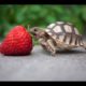 Turtle / Tortoise - A Funny Turtle And Cute Turtle Videos Compilation 2017