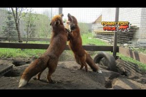 Two Foxes Playing Together in Slow Motion