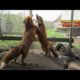 Two Foxes Playing Together in Slow Motion