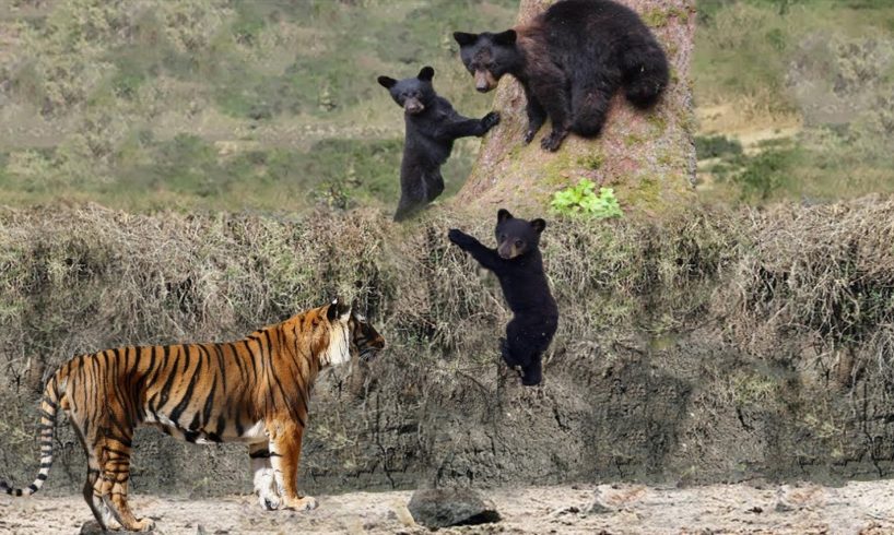 TİGER vs BEAR | Most Amazing Wild Animal Attacks - Wild Animals Fights #6
