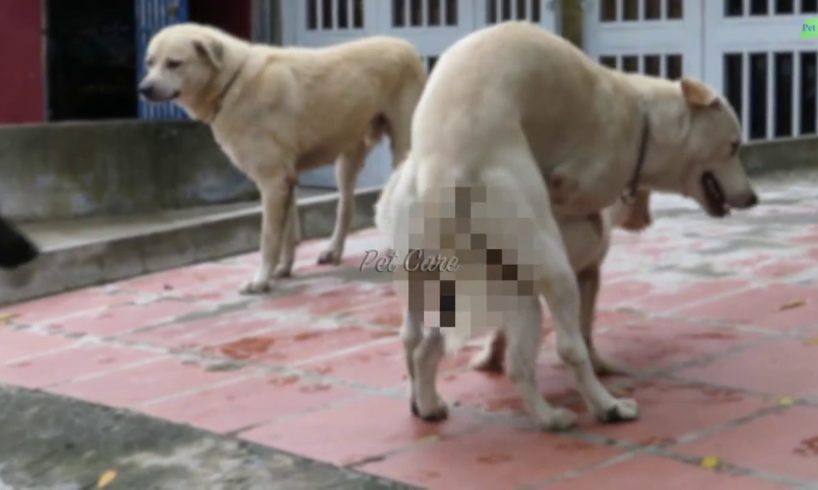 Ultimate Rural Dog Rescue Sweet Breeding Feelings | Rural Animals Compilation 2019#2