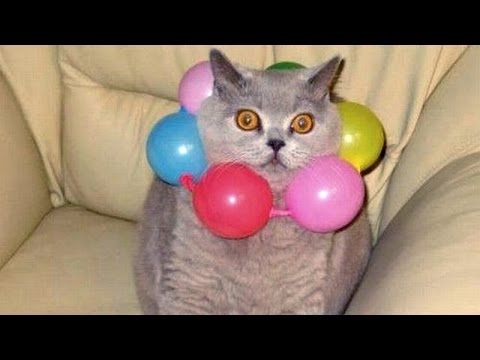 Ultra FUNNY MOMENTS with ANIMALS - Hilarious ANIMAL compilation