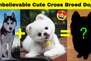 Unbelievable Cute Cross Breed Dogs