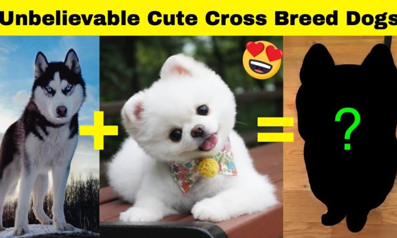 Unbelievable Cute Cross Breed Dogs