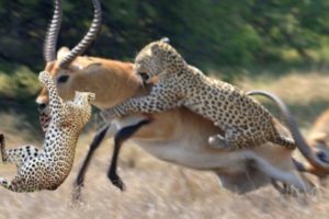 Unbelievable Impala Fights Back Against  Full Speed Cheetah Chase Hunting | Snake vs Bird