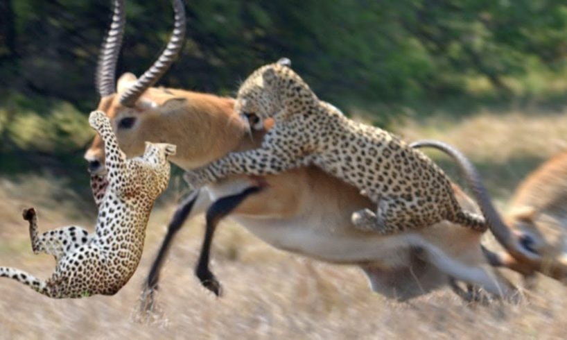 Unbelievable Impala Fights Back Against  Full Speed Cheetah Chase Hunting | Snake vs Bird