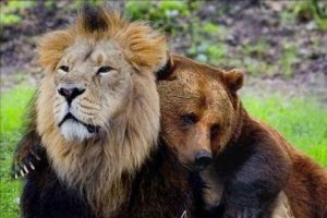 Unbelievable Unlikely Animal Friendships 2017