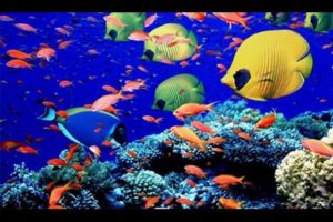 Underwater Animals - Beautiful Fishes In Indian Ocean, Maldives - Snorkeling in Maldives