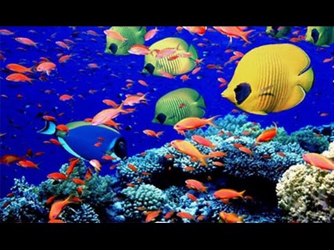 Underwater Animals - Beautiful Fishes In Indian Ocean, Maldives - Snorkeling in Maldives