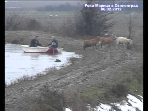 Unique footage! Rescued animals in flood - Svilengrad (Bulgaria) 06.02.2012