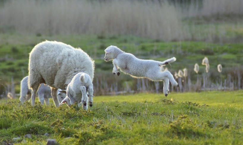 Very Small and Cute Animals Playing