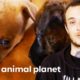 Villalobos Rescue Center Take in 7 Homeless Puppies | Pit Bulls & Parolees