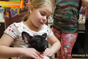 Viral Moments Best of Cute Puppies Ask for Massaging