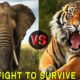 WILD Animals Fights - Fight To Survive  - Featuring Elephants, Tigers, Lions, Hyenas And Rhinoceros