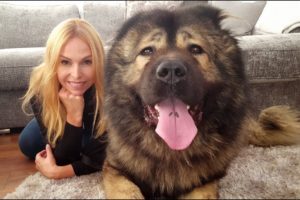 WOLF KILLER? THE CAUCASIAN SHEPHERD OVCHARKA DOG