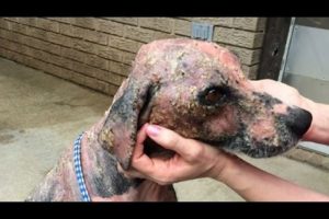 Watch: An amazing rescue dog transformation