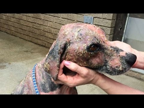 Watch: An amazing rescue dog transformation