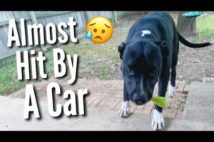 We Rescued A Dog | Teen Mom Vlog