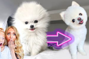 We Shaved All Of Our 3 Pound Puppy's Hair Off... (CUTEST TRANSFORMATION EVER)