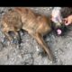 We thought he was going to die... | RESCUED! (Best Animal Rescue of 2019) Share!