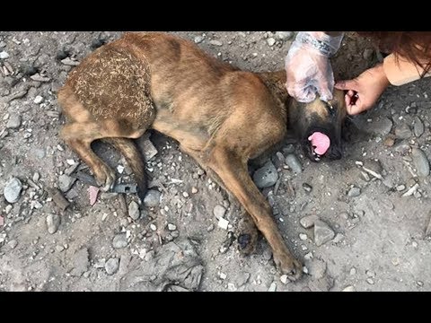 We thought he was going to die... | RESCUED! (Best Animal Rescue of 2019) Share!