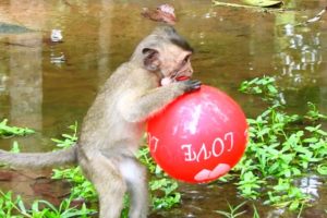 What's Polino doing with Balloon like this, Funny Baby playing Balloon, Adorable Baby Monkeys