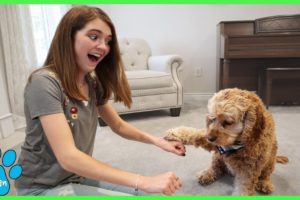 Which Hand Is It? Cute Dog Plays Guessing Game / Logan The Adventure Dog