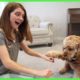 Which Hand Is It? Cute Dog Plays Guessing Game / Logan The Adventure Dog