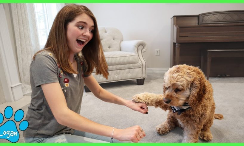 Which Hand Is It? Cute Dog Plays Guessing Game / Logan The Adventure Dog